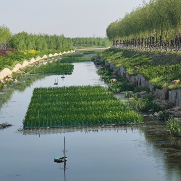 人工生态浮岛绿化植物浮床污水处理天然水景水质净化