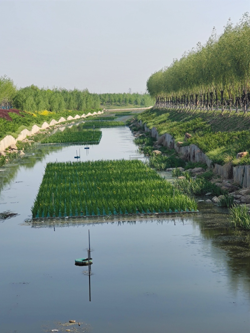 人工生态浮岛绿化植物浮床污水处理天然水景水质净化