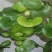 水葫芦苗凤眼莲苗凤眼蓝苗浮水草本植物