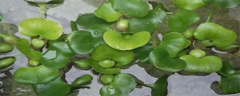 水葫芦苗凤眼莲苗凤眼蓝苗浮水草本植物
