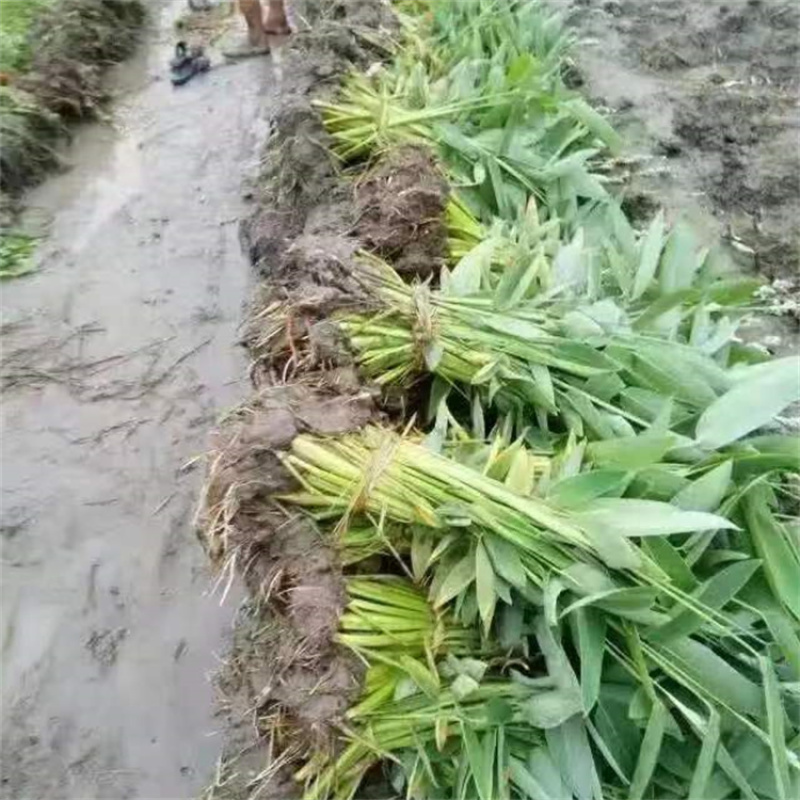 再力花喜温暖气候鱼池造景适宜岸边栽植景观效果较好