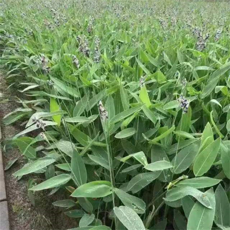 再力花喜温暖气候鱼池造景适宜岸边栽植景观效果较好