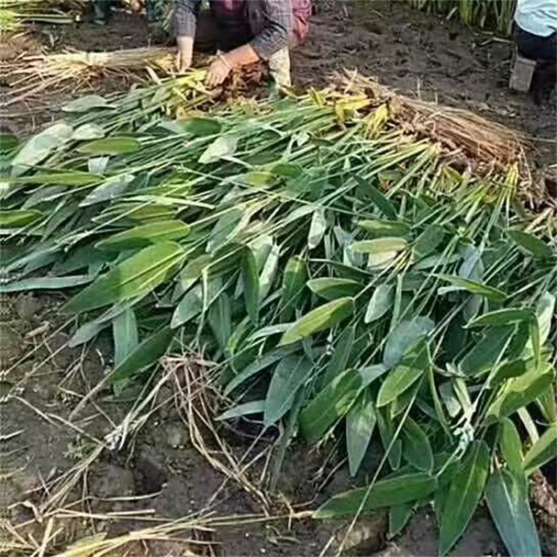 再力花喜温暖气候鱼池造景适宜岸边栽植景观效果较好