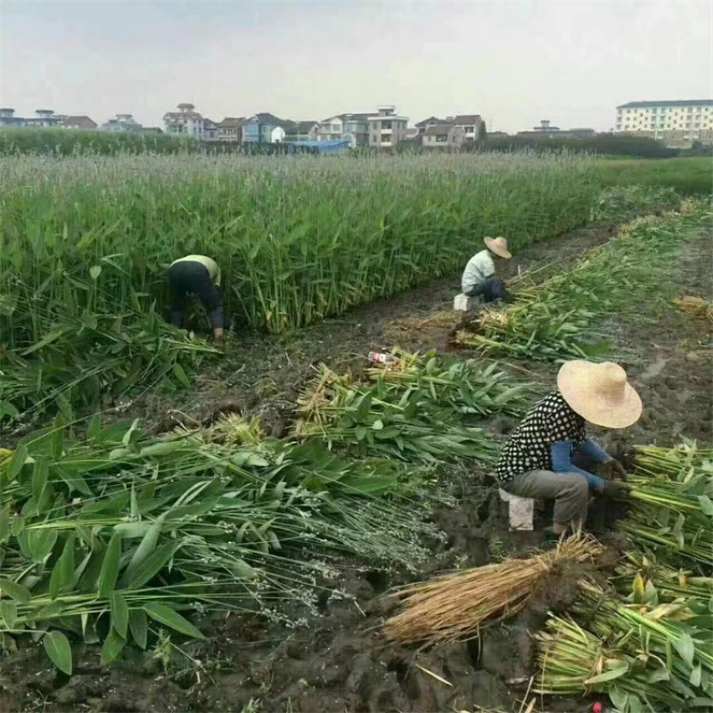 再力花喜温暖气候鱼池造景适宜岸边栽植景观效果较好