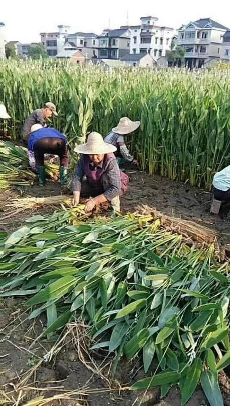 再力花喜温暖气候鱼池造景适宜岸边栽植景观效果较好
