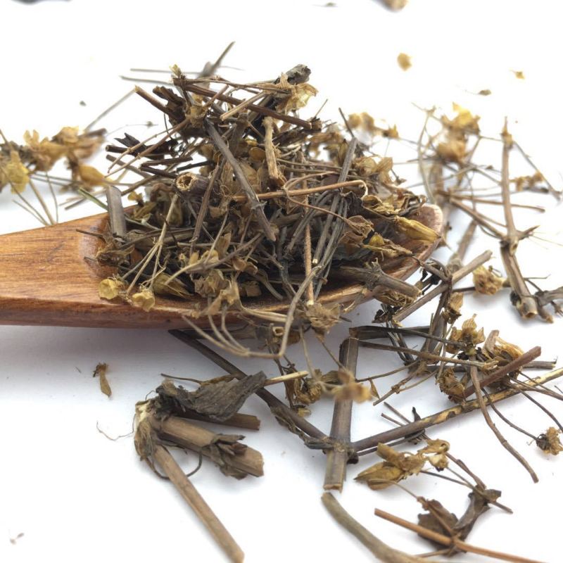 青叶胆批发青叶子胆獐牙菜正品实体店发量大质优