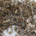 青叶胆批发青叶子胆獐牙菜正品实体店发量大质优
