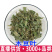 木豆叶木豆叶观音豆三叶豆