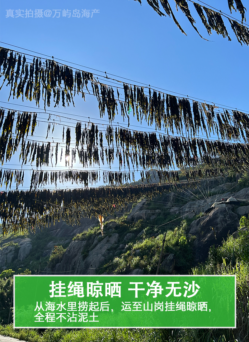 福建霞浦干海带出口品质90公分去头去尾下浒镇内
