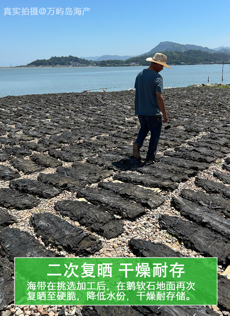 福建霞浦干海带出口品质90公分去头去尾下浒镇内