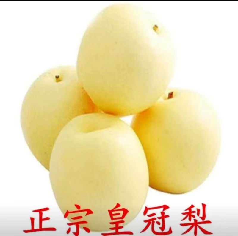 皇冠梨产地直发货源充足欢迎来电咨询