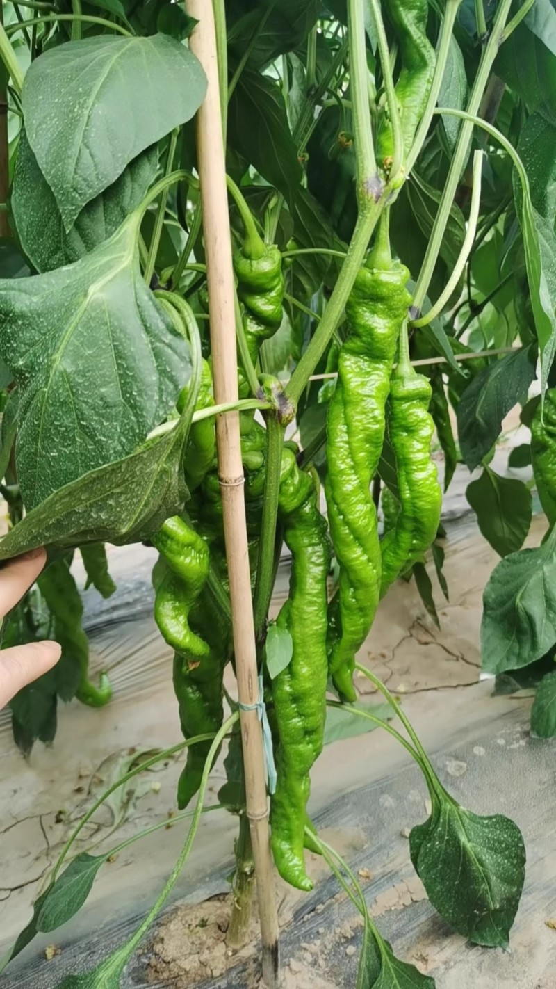 旋舞飞扬螺丝椒种子全螺旋辣椒种子皮薄味辣抗病