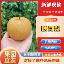 山东正宗秋月梨大量现货欢迎各大市场批发平台商超团购等合作