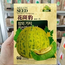 花斑豹甜瓜种子黄皮细花条纹甜瓜种子细脆甜糖度高抗病