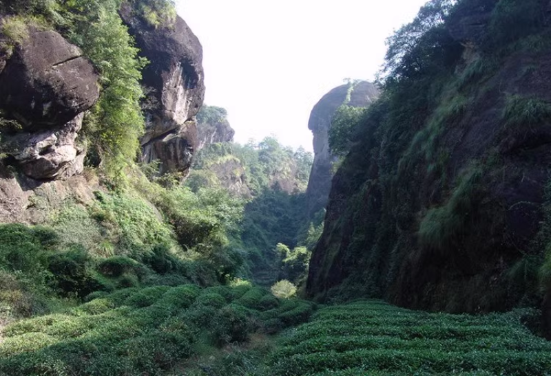 武夷岩茶大红袍茶叶正岩纯手工炭焙手工生态茶厂家直销
