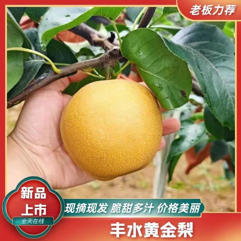 梨/丰水黄金梨/优质梨诚信经营欢迎各地老板联系洽谈