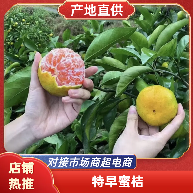 云南蜜橘电商，社区团购，商超，出口外贸各大批发市场