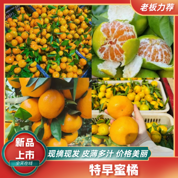 蜜桔柑桔特早蜜橘,皮薄无籽果园现摘现发欢迎咨