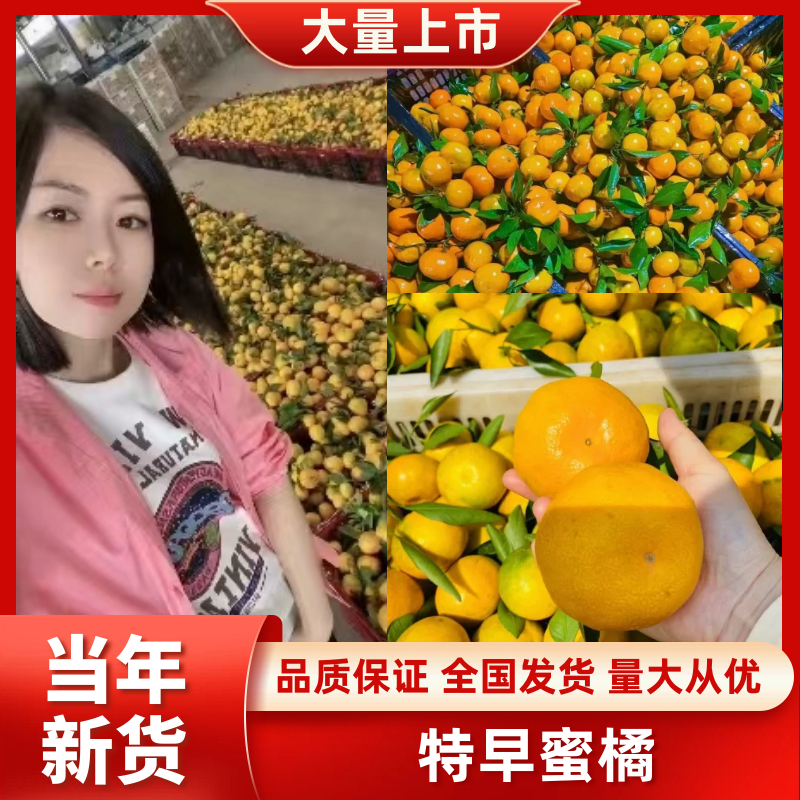 蜜桔甜蜜多汁皮薄化渣，现摘现卖，美味可口，产地直发