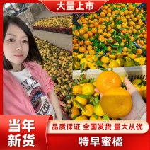 云南蜜桔甜蜜多汁皮薄化渣，现摘现卖，美味可口，