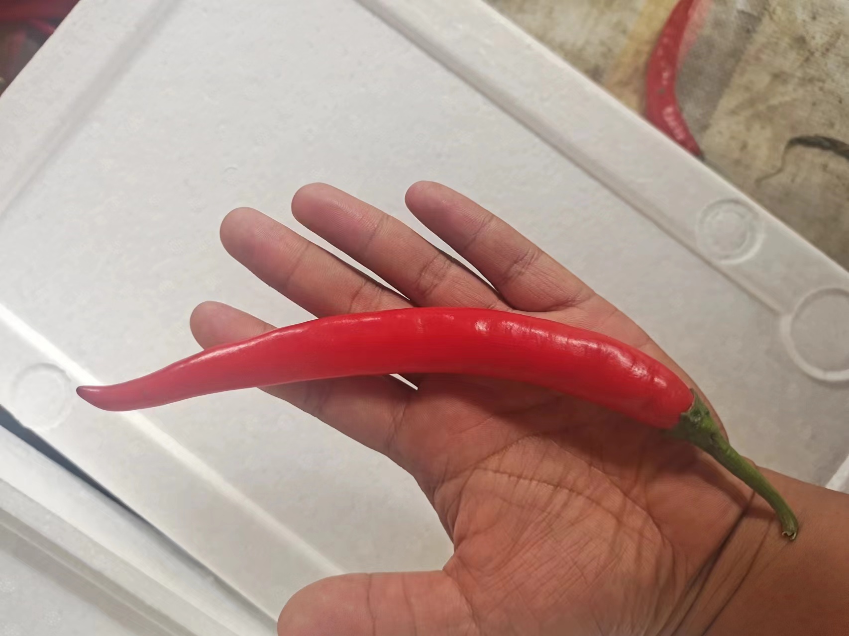 红辣椒与青辣椒在锅中翻炒过程图
