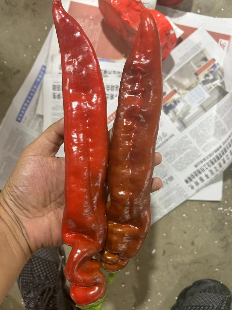 山东精品红尖椒红度好耐运输品质好全年供应售后无
