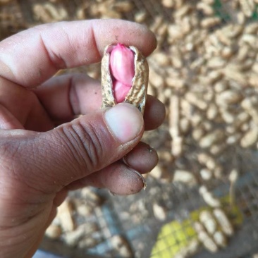 鲁花8号花生，基地供应量大质优价格优惠，一手货源