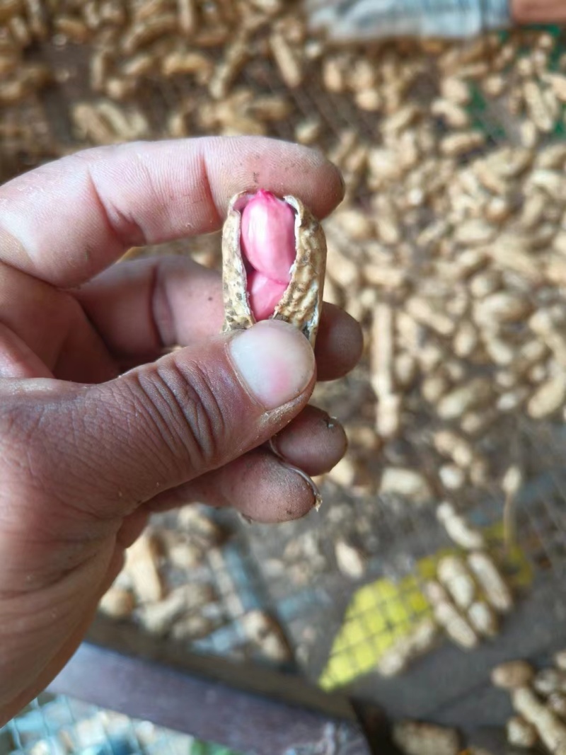 鲁花8号花生，基地供应量大质优价格优惠，一手货源