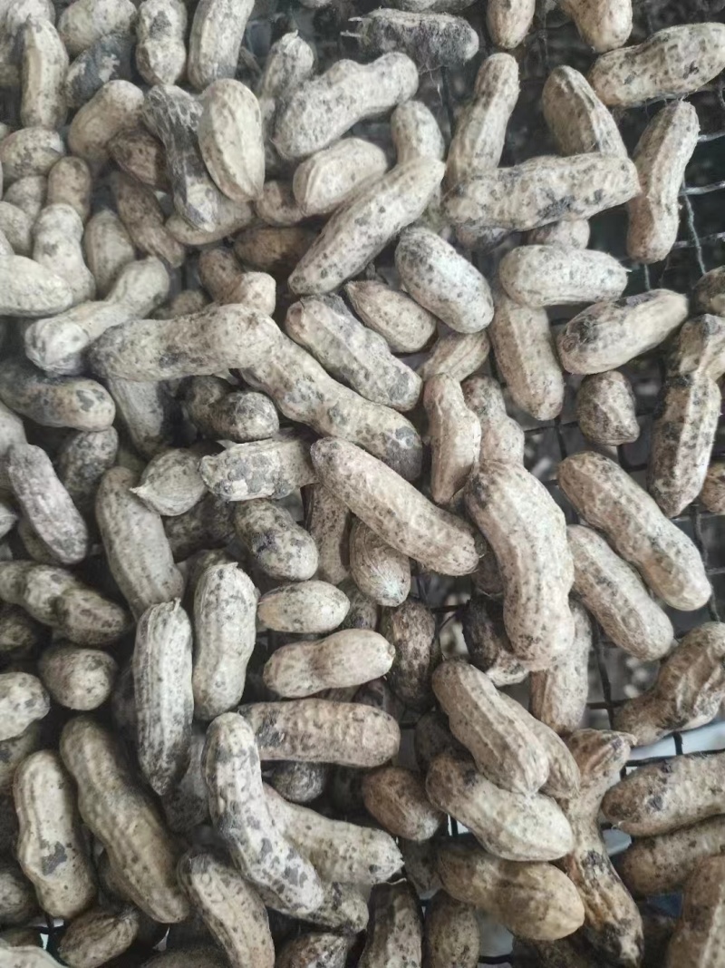鲁花8号花生，基地供应量大质优价格优惠，一手货源