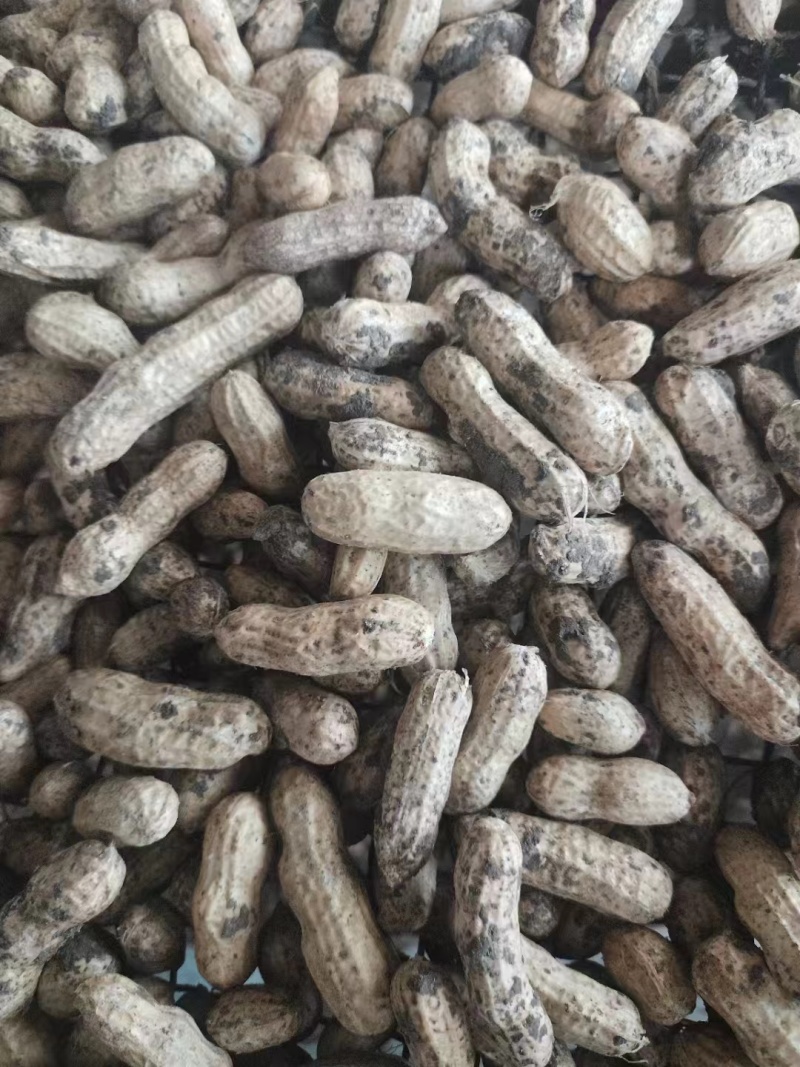 鲁花8号花生，基地供应量大质优价格优惠，一手货源