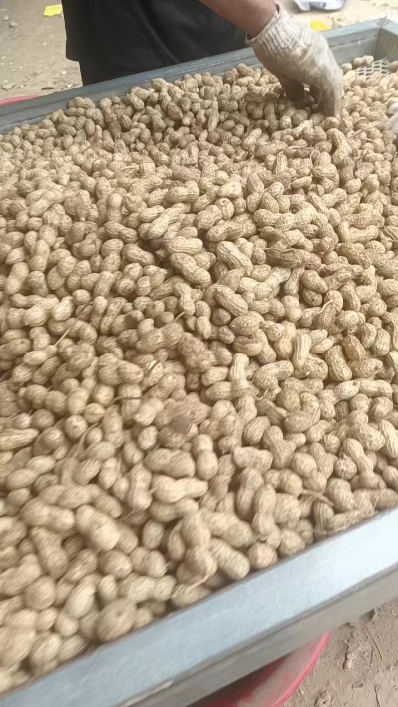 鲁花8号花生，基地供应量大质优价格优惠，一手货源