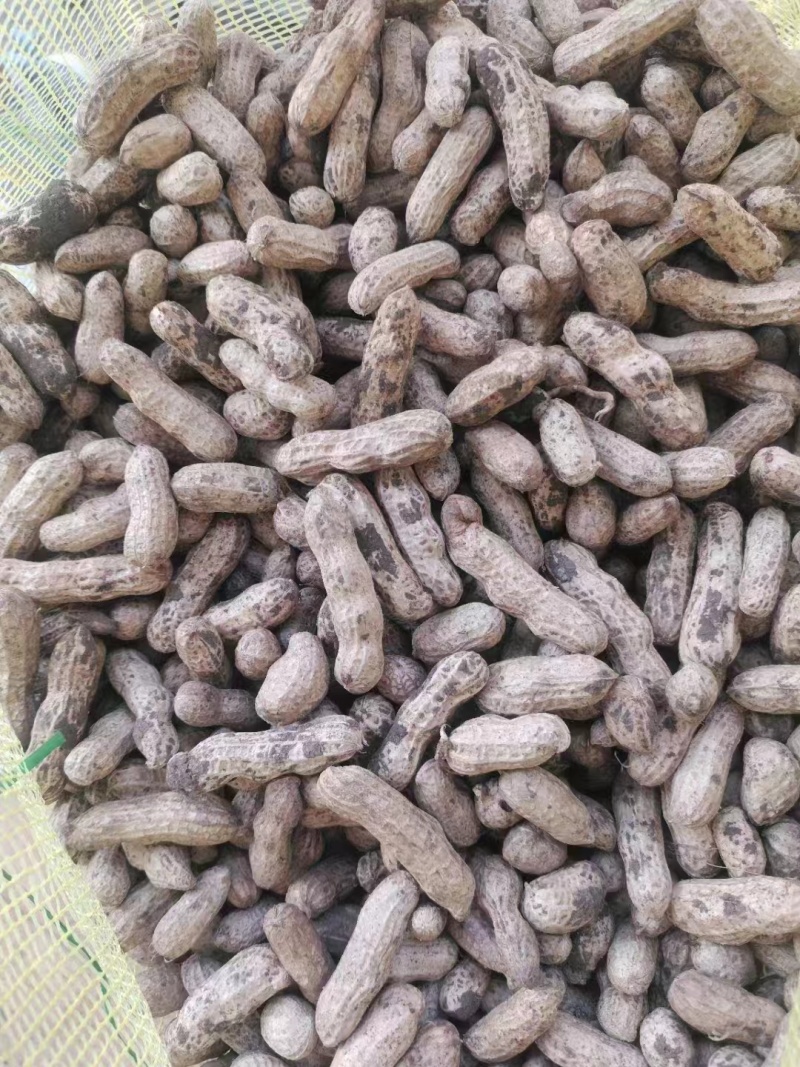 鲁花8号花生，基地供应量大质优价格优惠，一手货源