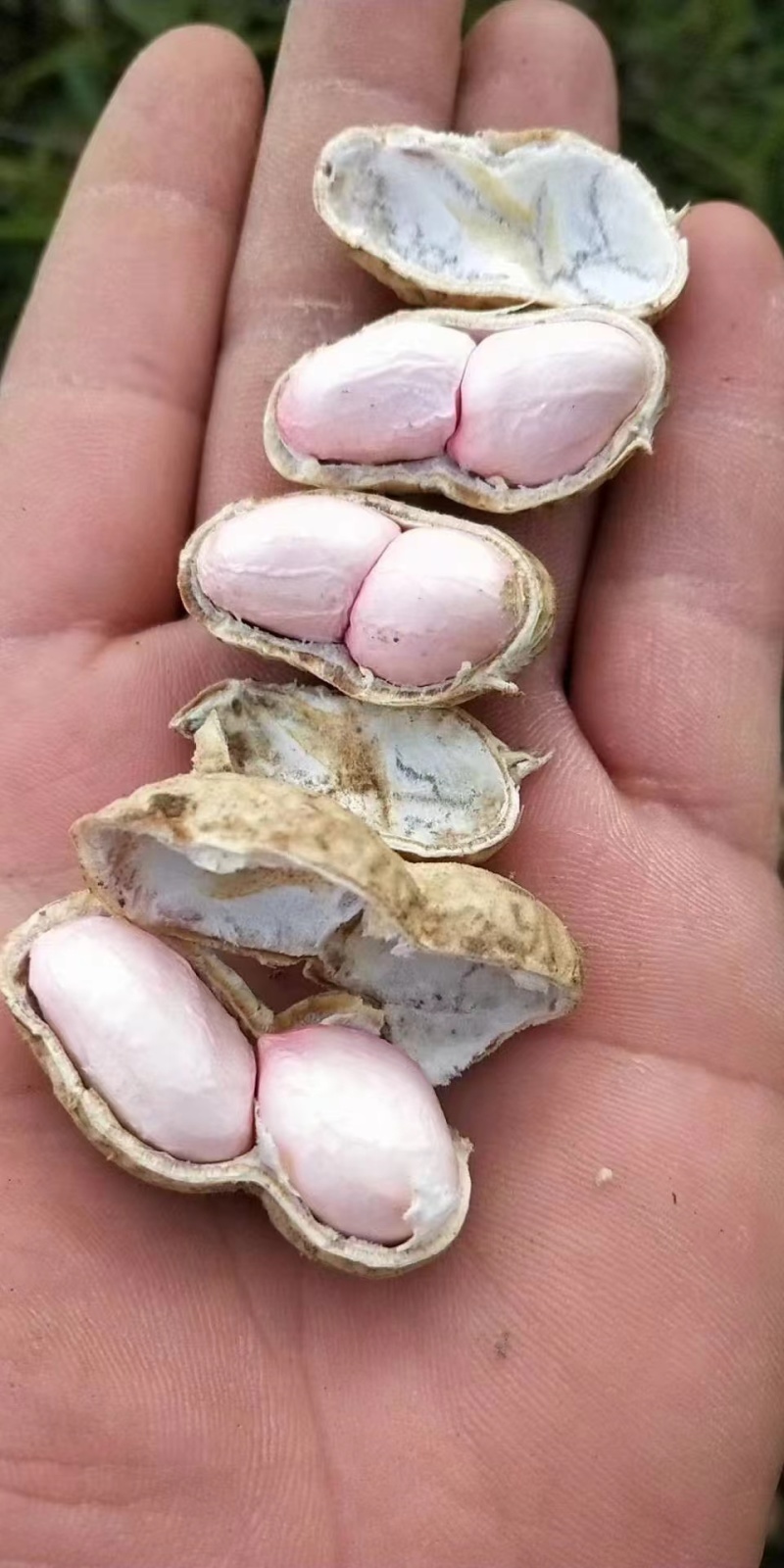 鲁花8号花生，基地供应量大质优价格优惠，一手货源