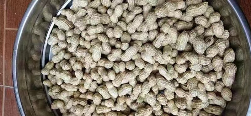 鲁花8号花生，基地供应量大质优价格优惠，一手货源