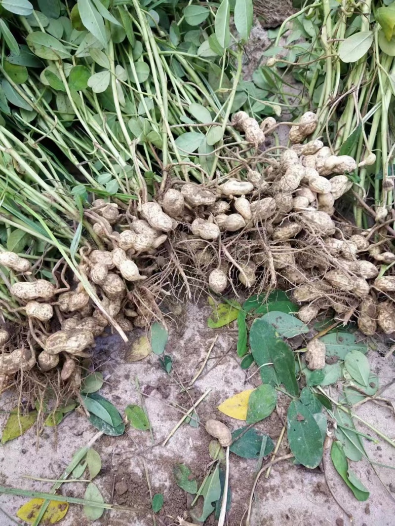 鲁花8号花生，基地供应量大质优价格优惠，一手货源