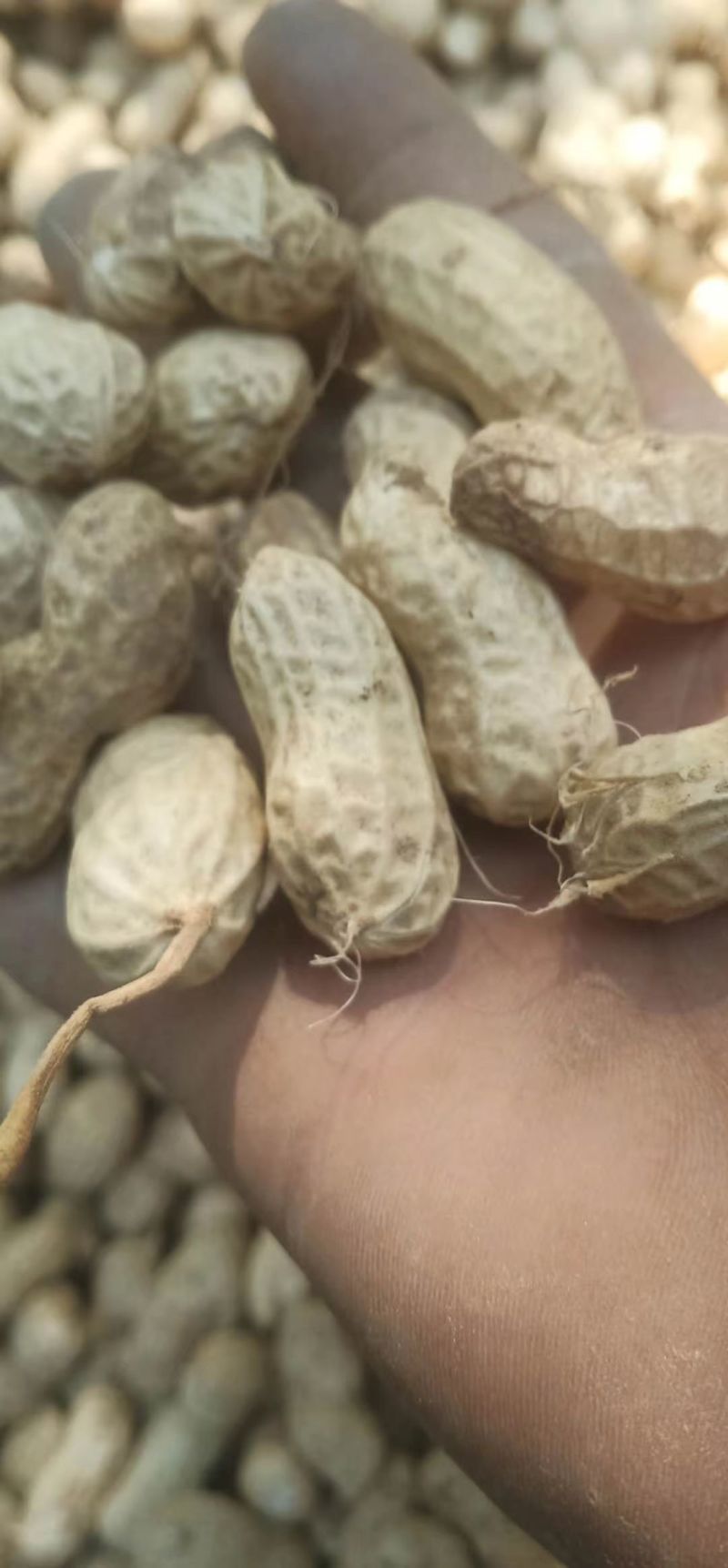 鲁花8号花生，基地供应量大质优价格优惠，一手货源