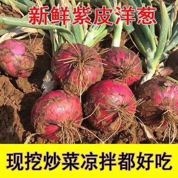 紫皮洋葱，新洋葱大量供应，产地直发，量大从优，可视频看货
