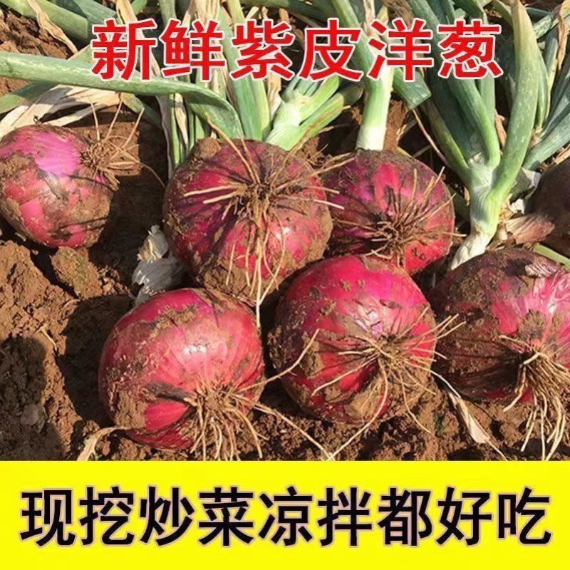 紫皮洋葱，新洋葱大量供应，产地直发，量大从优，可视频看货