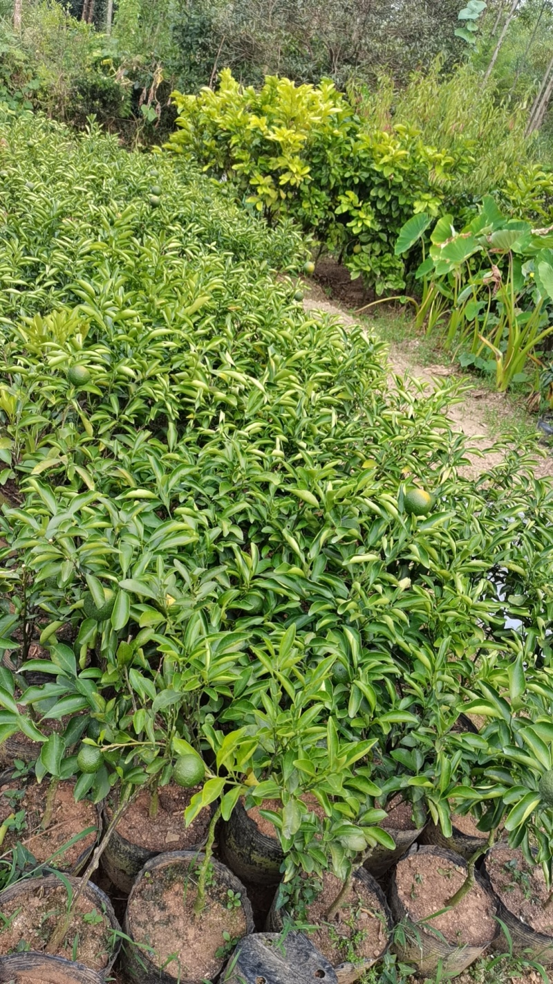 精品广西黄金贡柚苗量大质优可全国发货欢迎咨询