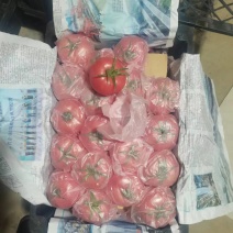 【精品西红柿】大红西红柿硬粉西红柿品质保证量大从优