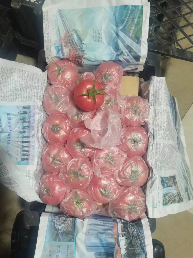 【精品西红柿】大红西红柿硬粉西红柿品质保证量大从优