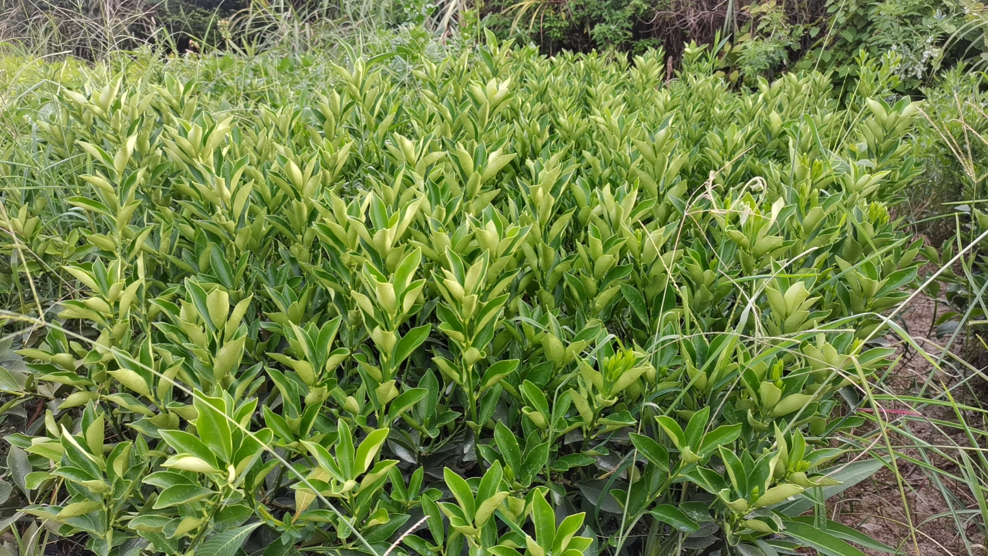 一棵健康的脆皮金桔树正处于盛花期,白色五瓣小花密集分布在枝条顶端和叶腋处,花瓣洁白,花蕊黄色明显,背景为绿色叶片,整体呈现春季果园生机盎然的景象 脆皮金桔开花实景图