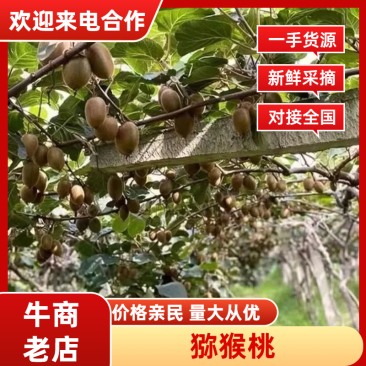 淄博博源泉有机猕猴桃基地绿心猕猴桃一手货源视频看货
