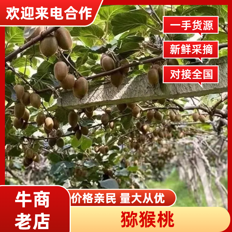 淄博博源泉有机猕猴桃基地绿心猕猴桃一手货源视频看货