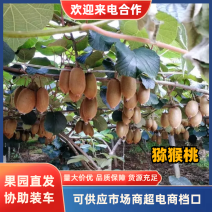 精品猕猴桃，山东产地直供，电商货社区团购欢迎来电