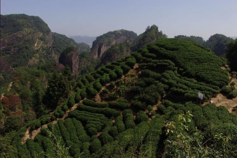 陈茶武夷岩茶10年自然陈茶大红袍茶砖茶饼100克