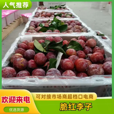 四川茂县脆红李大量上市出货一手货源批发品质保证价格便宜
