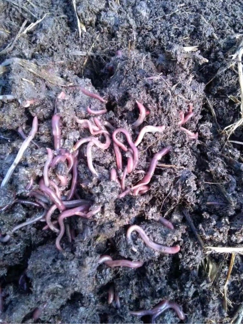 蚯蚓粪主要用于生物肥、改善土壤、解毒、吸附剂、预防病虫害