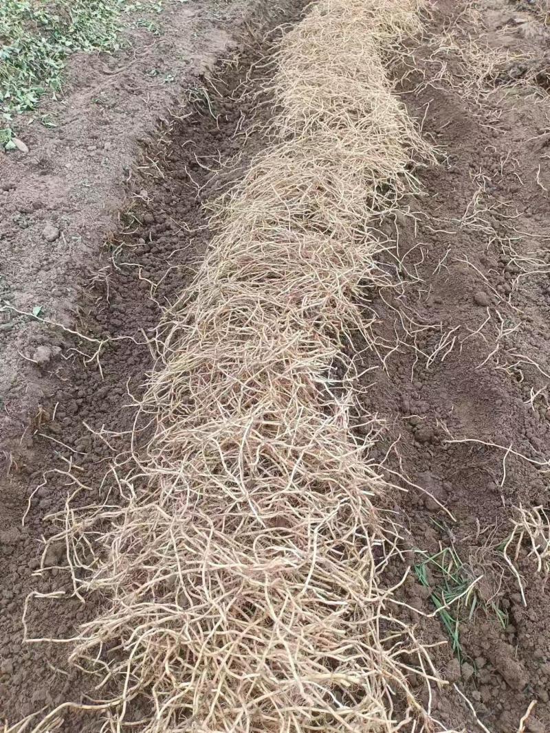 （推荐）鱼腥草泥根种根保质保量可视频看货