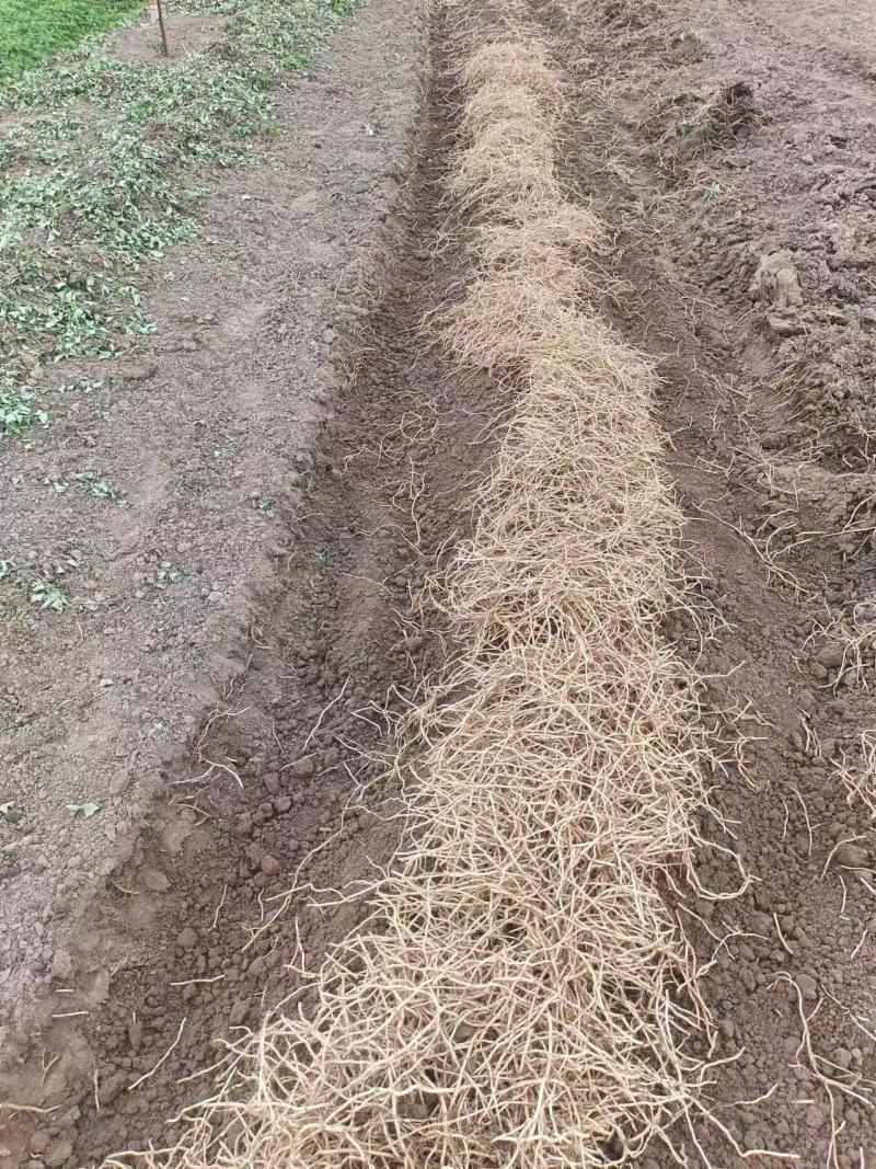 （推荐）鱼腥草泥根种根保质保量可视频看货